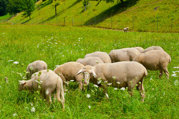 koyun otlatma - Fotoğraf, Görsel