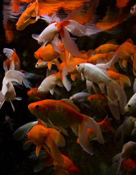 Aquarienfische - Foto, Bild