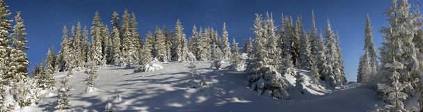 snowy forest in Carpathians - Foto, Bild