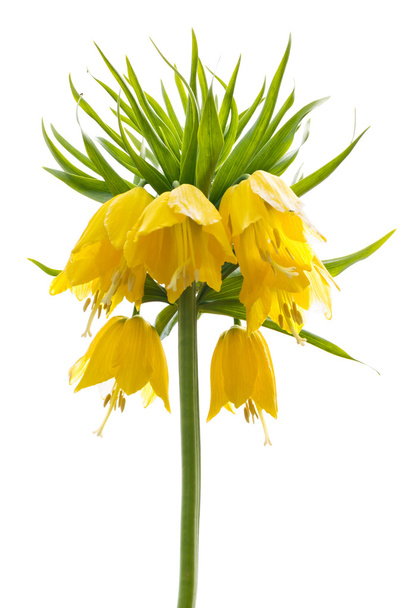 Yellow Crown imperial on white background - 写真・画像