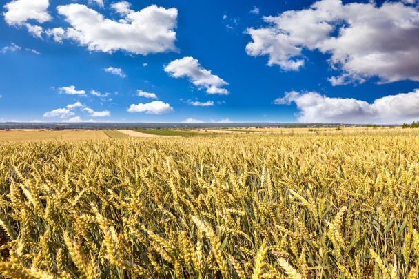 Campo de trigo de verão
 - Foto, Imagem