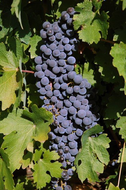 bunch of grapes - Foto, Bild