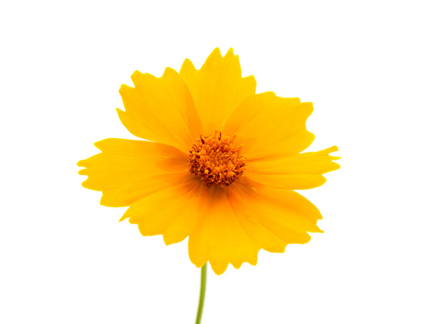 gelbe Blüten isoliert - Foto, Bild