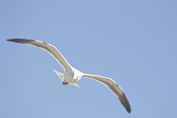Céu voador da gaivota
 - Foto, Imagem