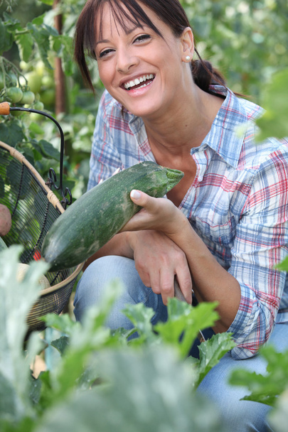Woman picking a cucumber on her vegetable patch - Фото, зображення