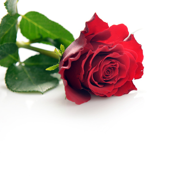 beautiful red rose - Fotó, kép
