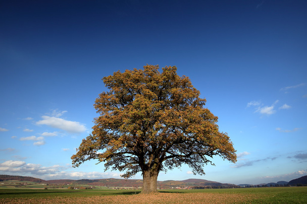 Старый дуб золотой осенью
 - Фото, изображение