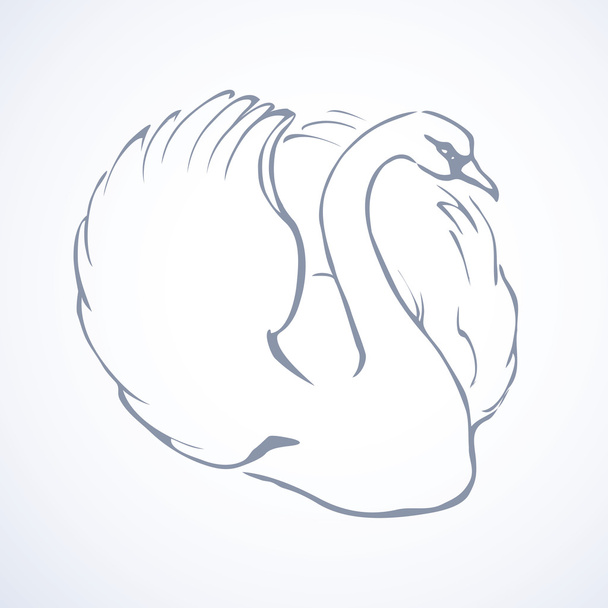 Swan. Vector tekening - Vector, afbeelding