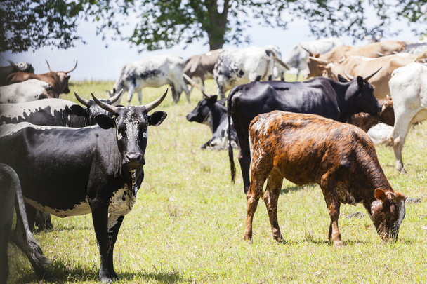 Bydła krowy byki hodowli - Zdjęcie, obraz