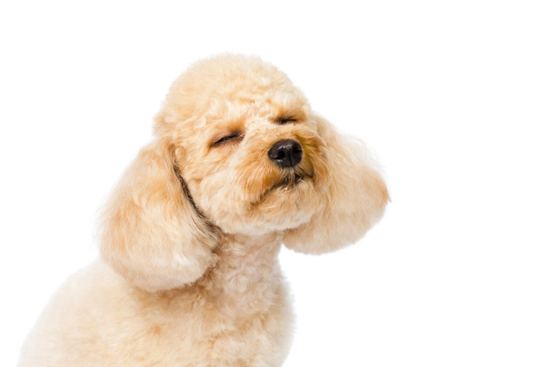 Poodle close-up with eyes closed - Photo, Image