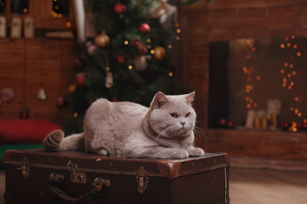Gray british cat - 写真・画像