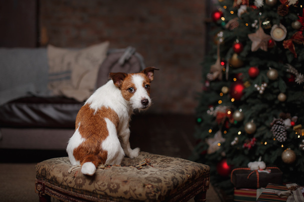 Dog Jack Russell Terrier. holiday, - Φωτογραφία, εικόνα
