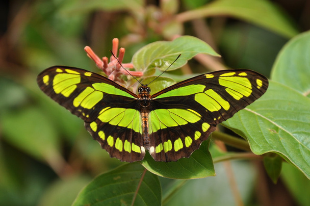 Malachite butterfly.A green and black butterfly - Foto, afbeelding