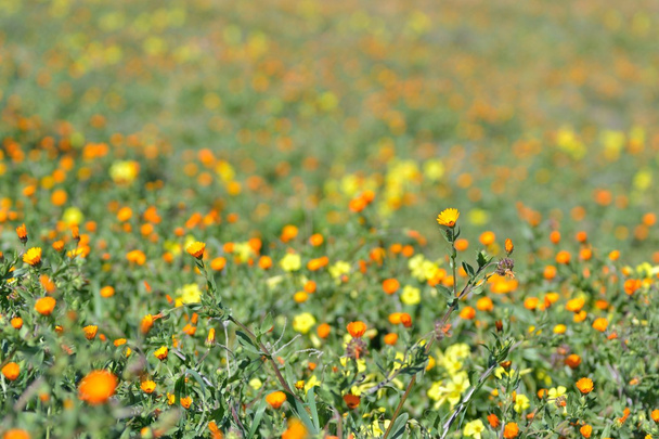 Wildflowers - Photo, Image