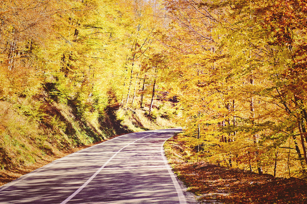 Φθινοπωρινό τοπίο με δρόμο και όμορφα χρωματισμένα δέντρα - Φωτογραφία, εικόνα