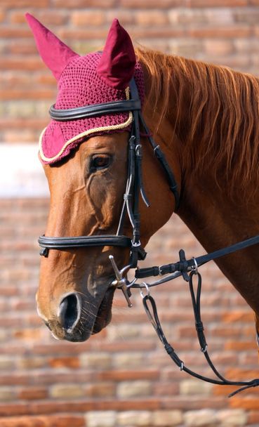 cavallo marrone con cappuccio sulla criniera
 - Foto, immagini