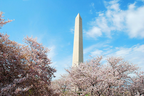Washington dc monument, en kersenbloesem - Foto, afbeelding