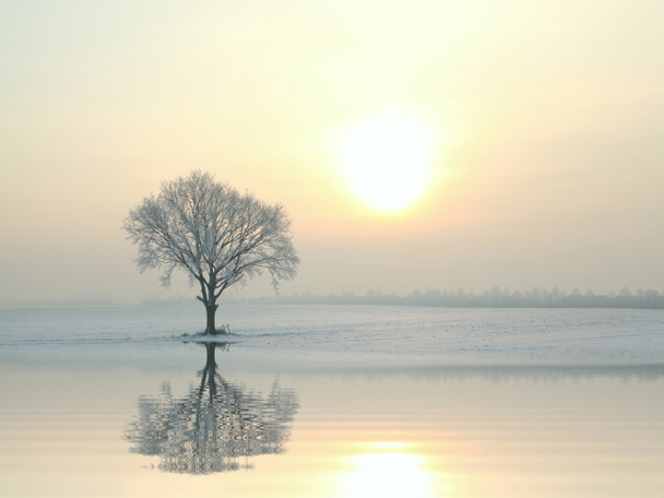 Winterlandschaft mit gefrorenem Baum bei Sonnenaufgang - Foto, Bild