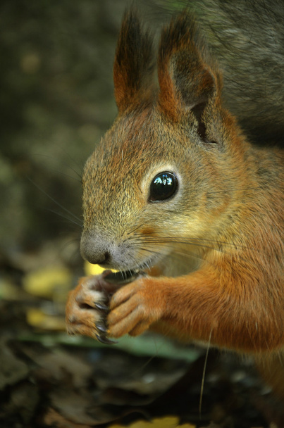Portrait of  squirrel - Photo, Image