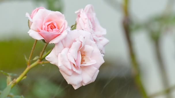 Πανέμορφα ροζ τριαντάφυλλα μεταξύ του ποτίσματος - Πλάνα, βίντεο