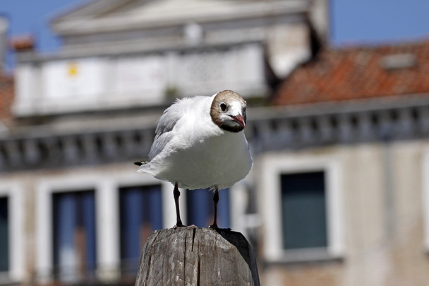 Larus ridibundus - Black-headed gull in Venice, Italy - Photo, Image