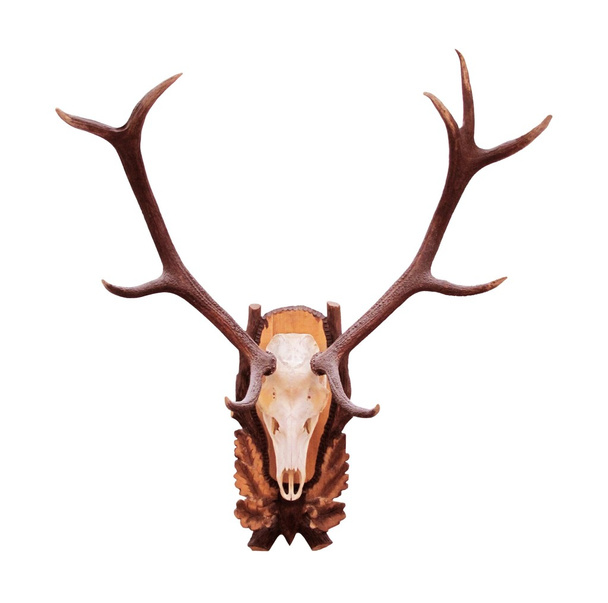 Deer antlers - Photo, Image