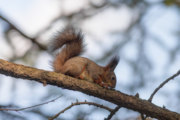 Orava syö kuoren
 - Valokuva, kuva