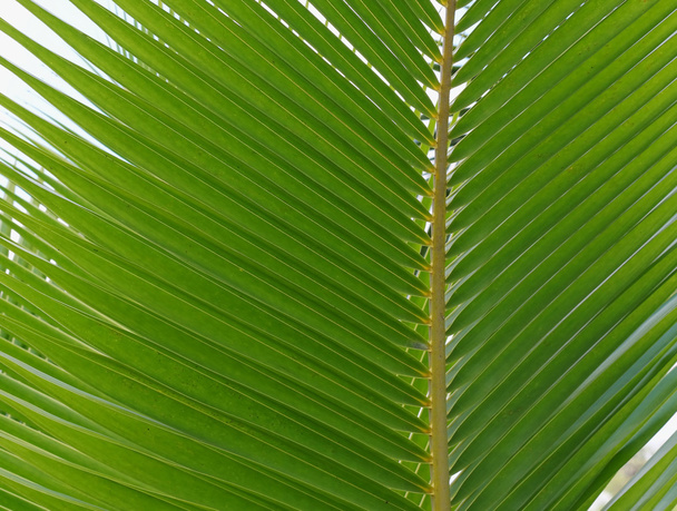 grüne Kokosnussblätter - Foto, Bild