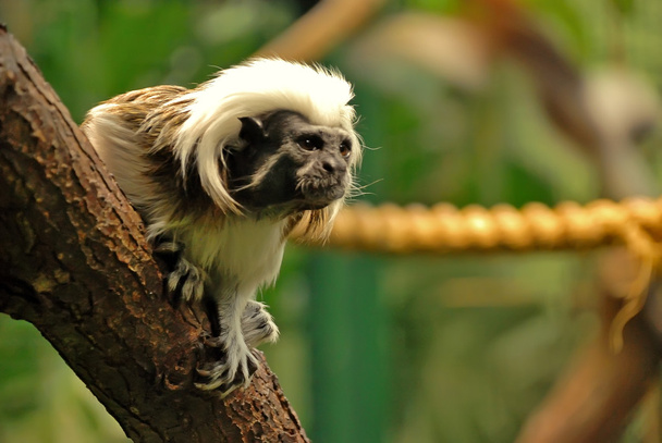 Mono de Tamarin de algodón
 - Foto, imagen