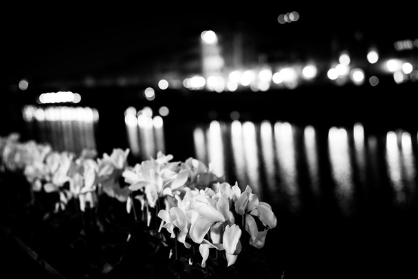 Kukat joki Firenze mono
 - Valokuva, kuva