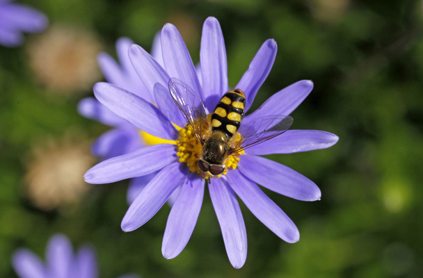eupeodes květů, metasyrphus květů, Pestřenky na modré marguerite - Fotografie, Obrázek