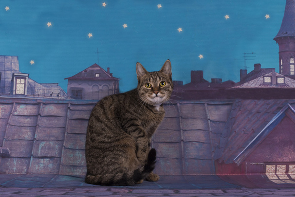 gato sin hogar caminando en el techo por la noche
 - Foto, Imagen