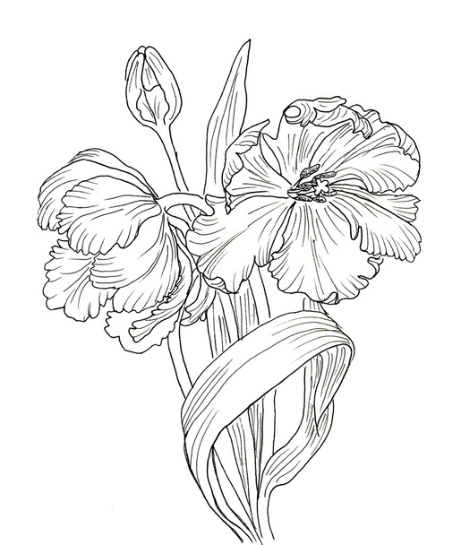 hand drawn decorative tulips for your design - Фото, изображение