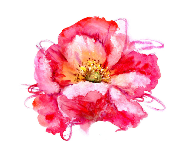 Watercolor flower poppy - Foto, afbeelding