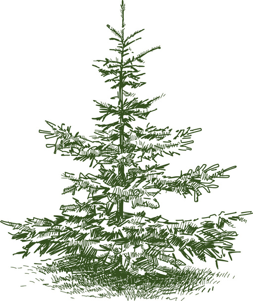 small fir tree - Vector, Image