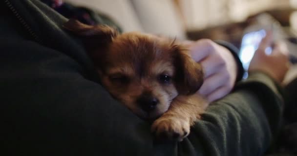 Puppy sleeping on its owner - Footage, Video