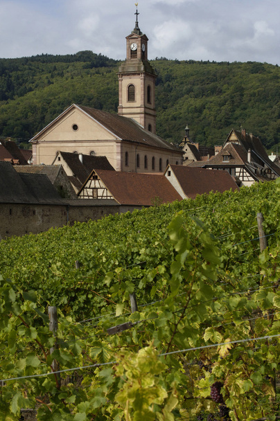 France, vineyard of Riquewihr in Alsace - Foto, Imagen