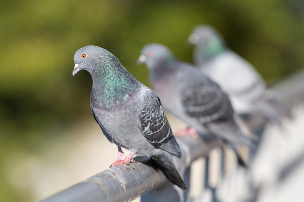 three gray pigeon - Photo, Image