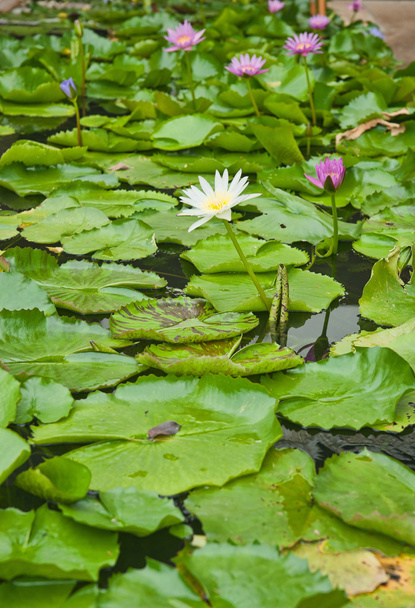 Water lillies - 写真・画像