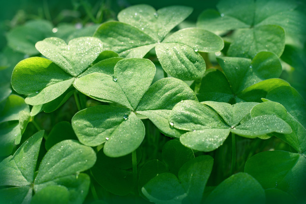 Clower leaves close up - Foto, afbeelding