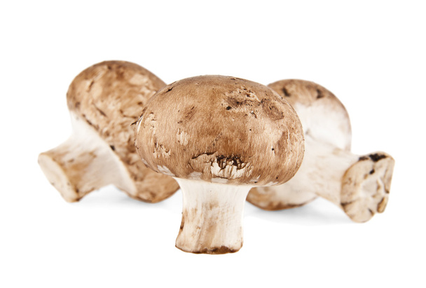 Funghi freschi su bianco
 - Foto, immagini