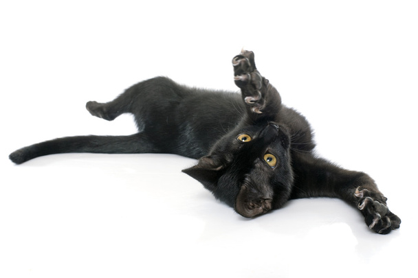 jugando gatito negro
 - Foto, Imagen