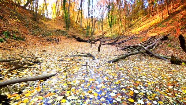 Pequeno lago coberto com folhas amarelas na floresta
 - Filmagem, Vídeo