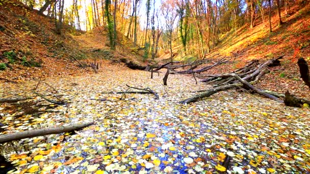 森の中の黄色の葉で覆われている小さな湖 - 映像、動画