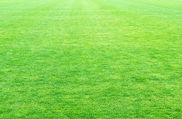 čerstvý jarní zelené trávy, zelené trávě textura nebo pozadí - Fotografie, Obrázek