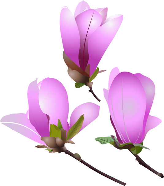 Květy magnólie na bílém pozadí - Vektor, obrázek