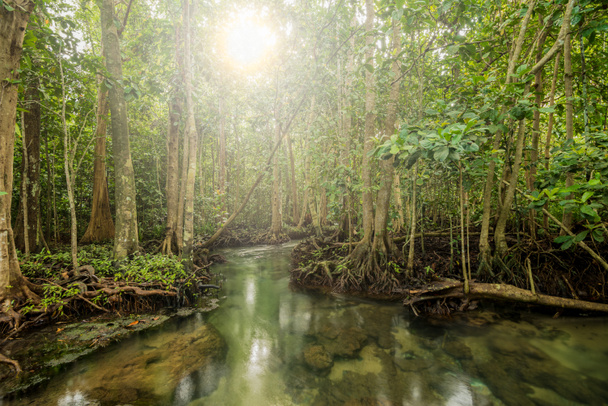 Tha Pom、クラビ、タイでのマングローブ林で太陽フレア - 写真・画像