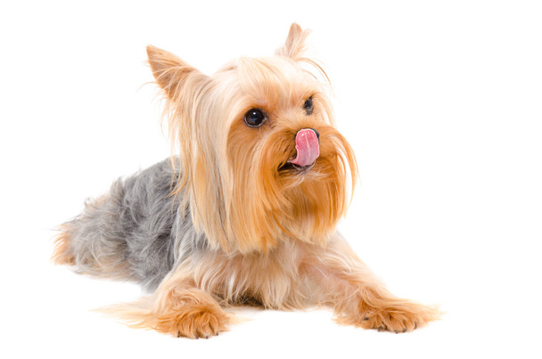 Yorkshire Terrier licking his nose - Foto, immagini