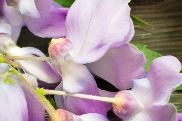 Beautiful pale - purple flowers violets. - Photo, Image