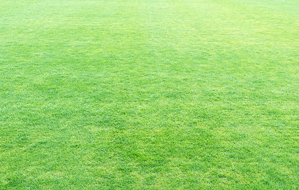 hierba verde de primavera fresca, textura de hierba verde o fondo
 - Foto, Imagen